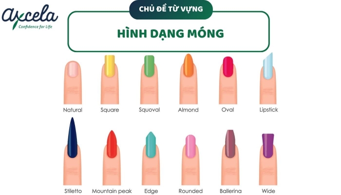 Bảng từ vựng tiếng Anh về hình dạng móng phổ biến