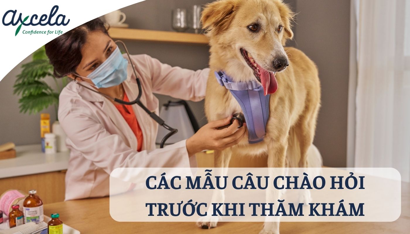 Các mẫu câu chào hỏi trước khi thăm khám trong thú y